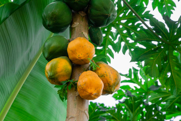 Planting Exotics in New Zealand: Step-by-Step Guide for plants like Mango, Soursop, Banana & Papaya