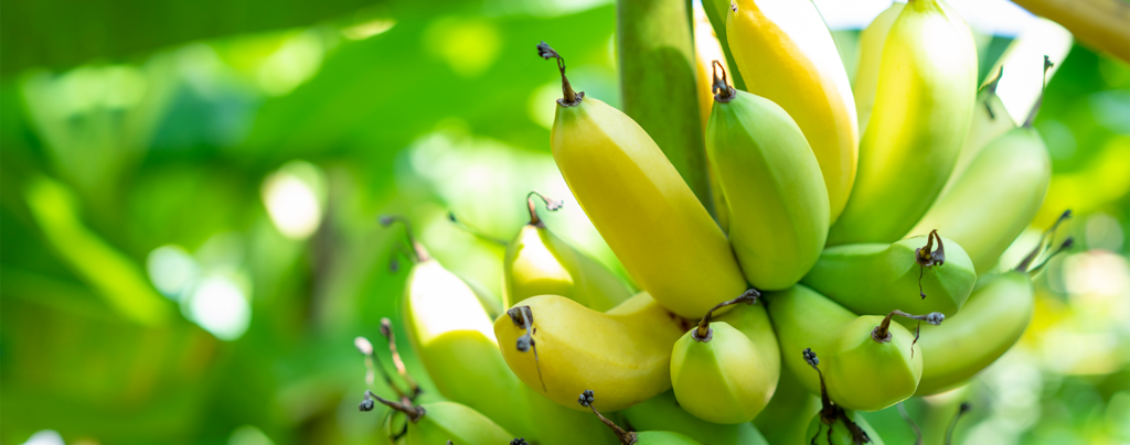 A Banana bunch