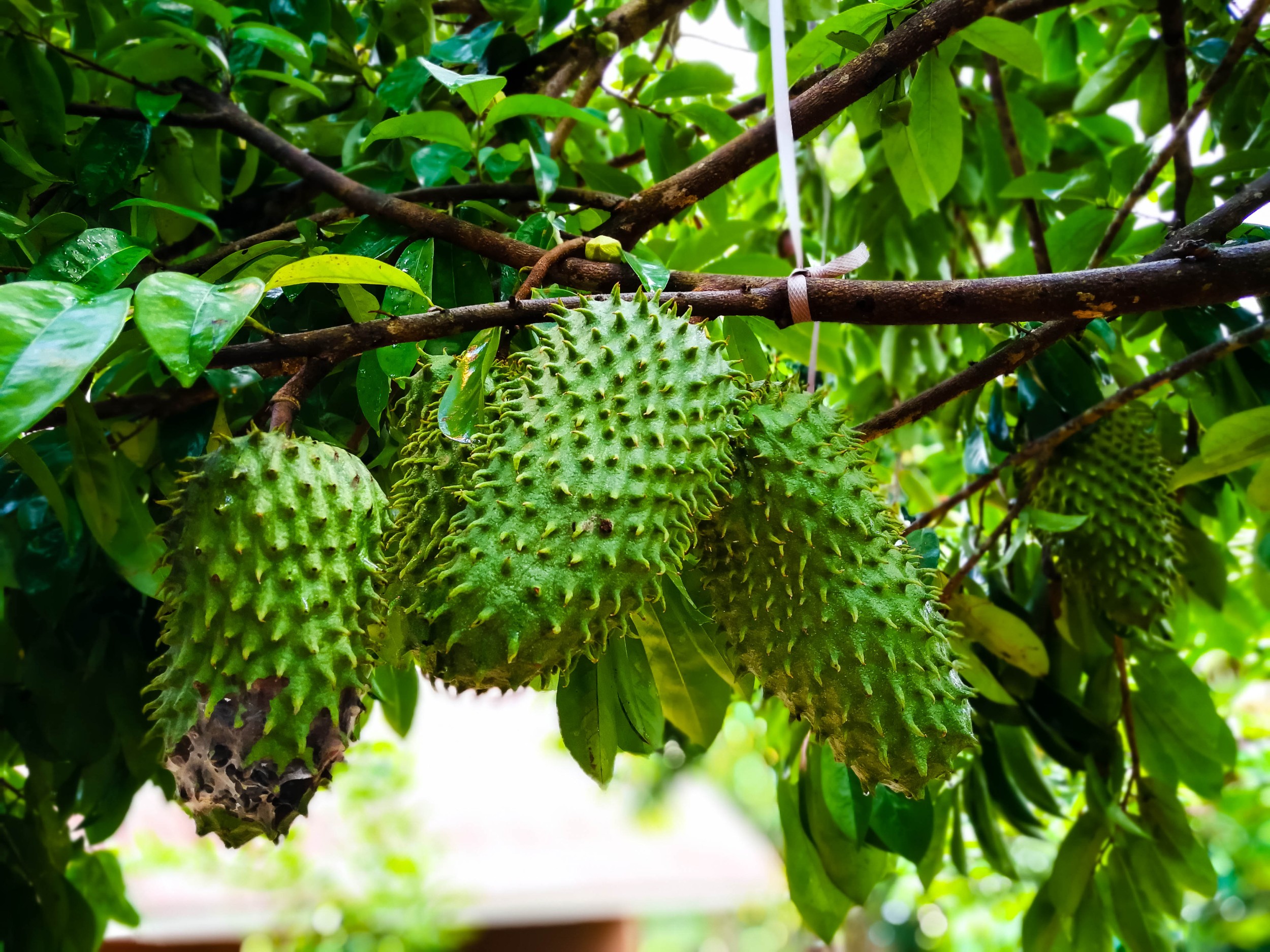 Soursop Seedlings: From Fiji and Brazil to Your Garden