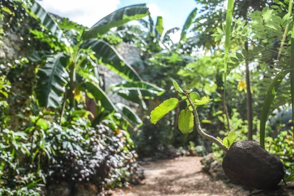 Create an Environment for Exotic Tropical Plants with a Food Forest