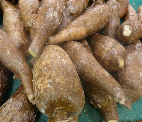 Join Our Quest to Cultivate Cassava in NZ